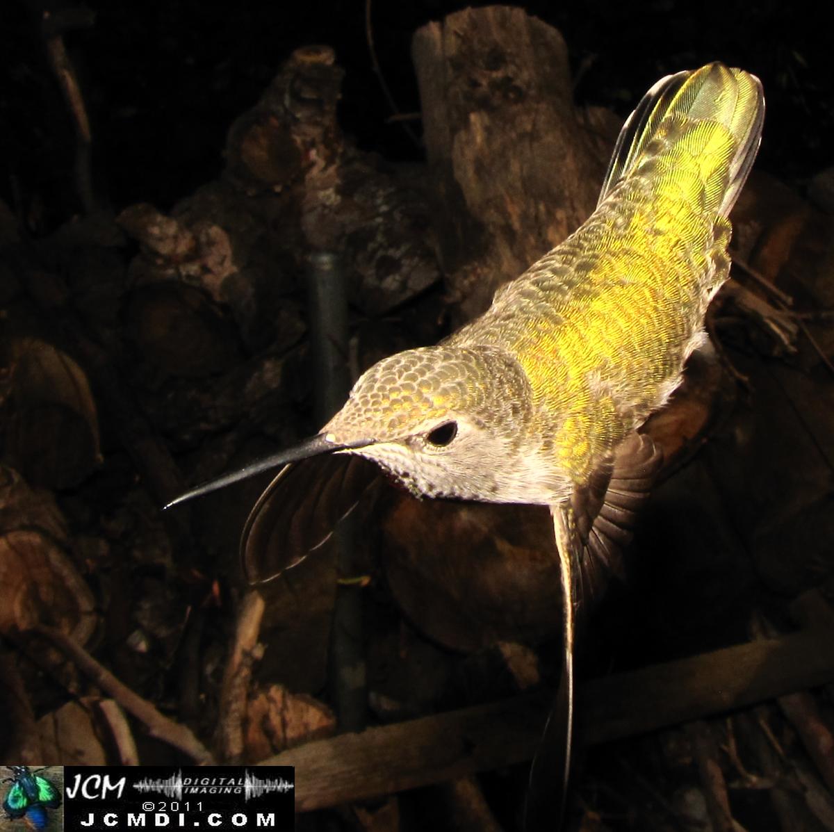 Hummingbird photo captured from Robo-Cam Motion Detection at JCMDI.COM
